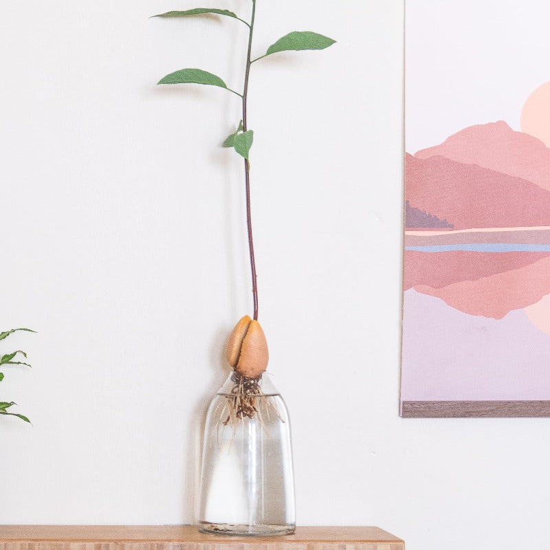 כלי לאבוקדו