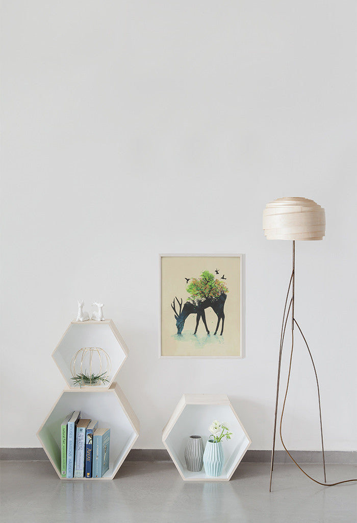 אייל וציפורים - MECASA מיקאסה