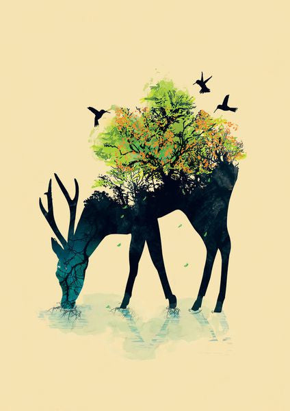 אייל וציפורים - MECASA מיקאסה